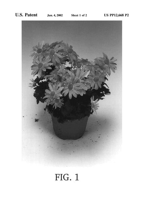 Figure 3 of US plant patent PP12668, the photograph of Everest Pink printed in the patent.