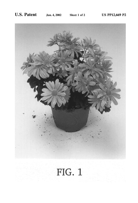 Figure 4 of US plant patent PP12669, the photograph of Everest Salmon printed in the patent.