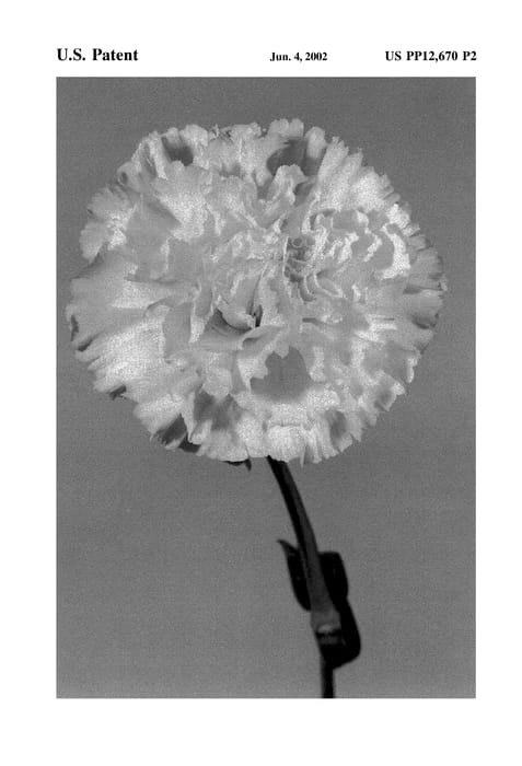 Figure 3 of US plant patent PP12670, the photograph of Klecincre printed in the patent.