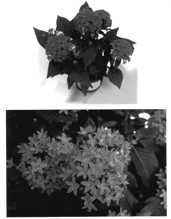 Figure 1 of US plant patent PP12671, the photograph of Comet printed in the patent.