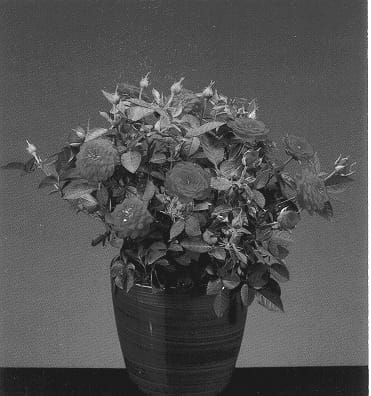 Figure 1 of US plant patent PP12672, the photograph of Ruiskjol printed in the patent.
