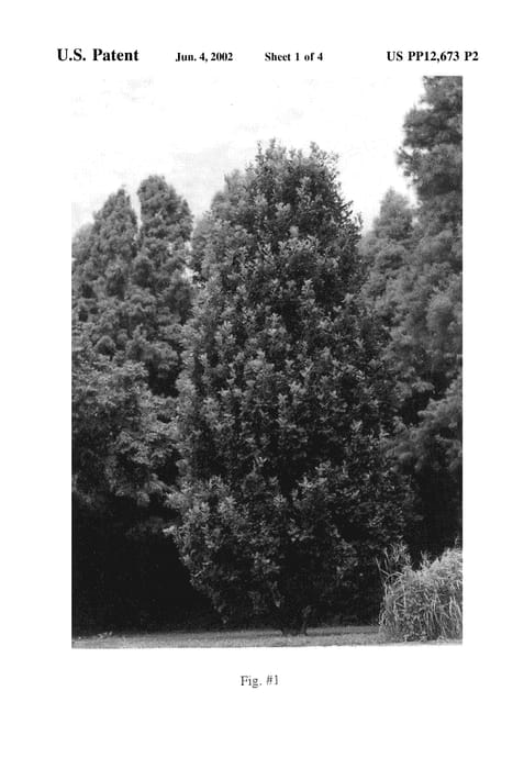Figure 3 of US plant patent PP12673, the photograph of Long printed in the patent.