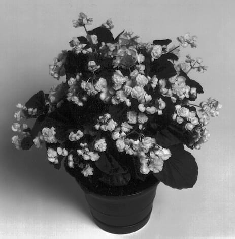 Figure 1 of US plant patent PP12674, the photograph of Doublet White printed in the patent.