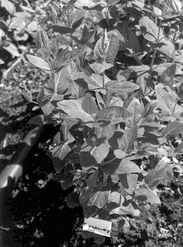 Figure 1 of US plant patent PP12675, the photograph of Bosaney printed in the patent.