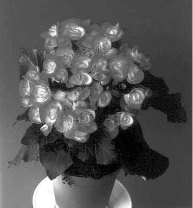 Figure 1 of US plant patent PP12676, the photograph of Peggy printed in the patent.