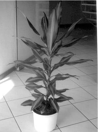 Figure 1 of US plant patent PP12677, the photograph of Jelle printed in the patent.