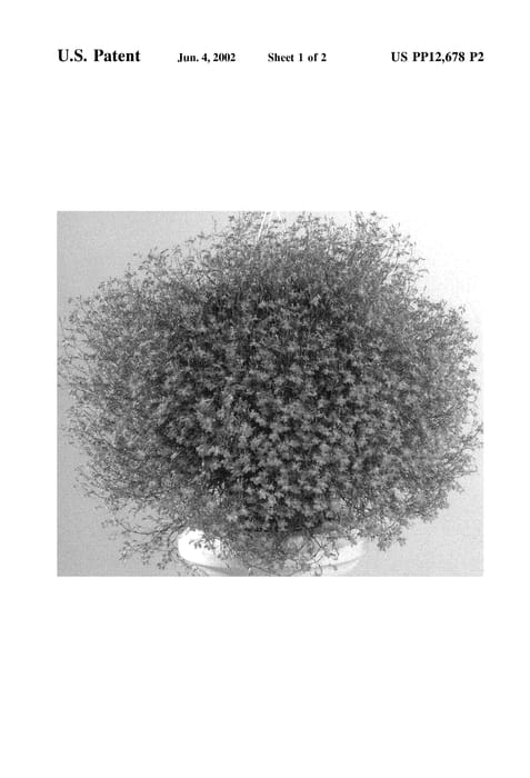Figure 3 of US plant patent PP12678, the photograph of Wesstar printed in the patent.