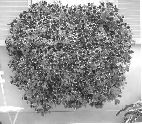 Figure 1 of US plant patent PP12679, the photograph of Brevt printed in the patent.