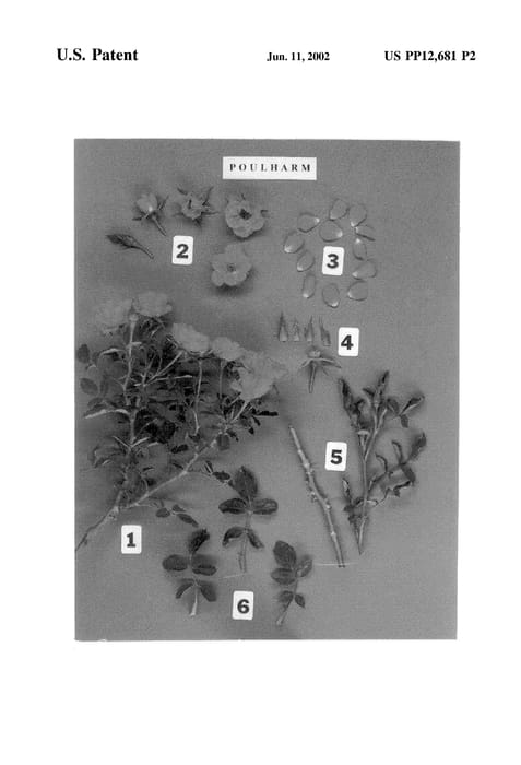 Figure 4 of US plant patent PP12681, the photograph of POULharmu printed in the patent.