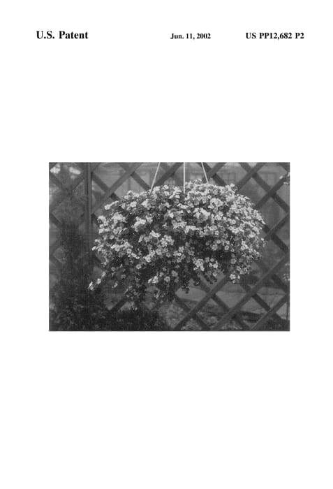 Figure 3 of US plant patent PP12682, the photograph of Suttis 98 printed in the patent.