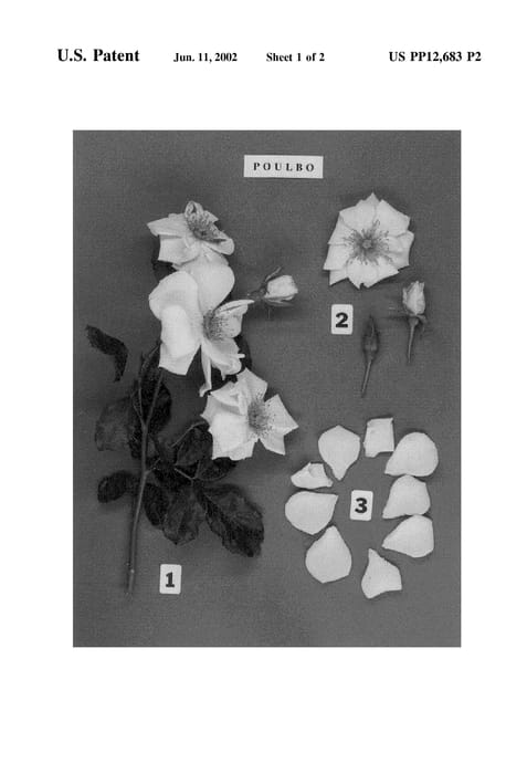 Figure 4 of US plant patent PP12683, the photograph of POULbota printed in the patent.