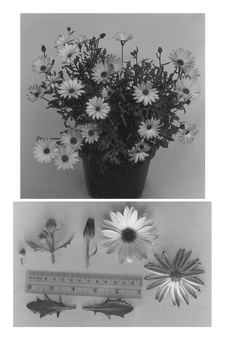 Figure 1 of US plant patent PP12684, the photograph of Akope printed in the patent.