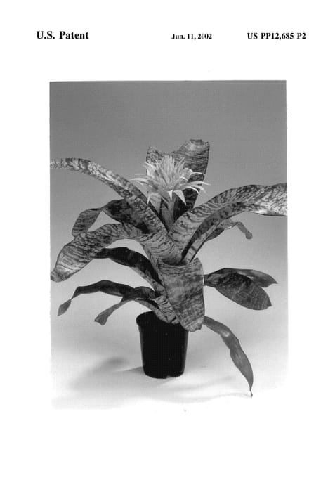 Figure 3 of US plant patent PP12685, the photograph of Primera printed in the patent.