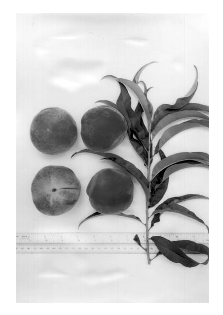 Figure 1 of US plant patent PP12686, the photograph of Gulfprince printed in the patent.