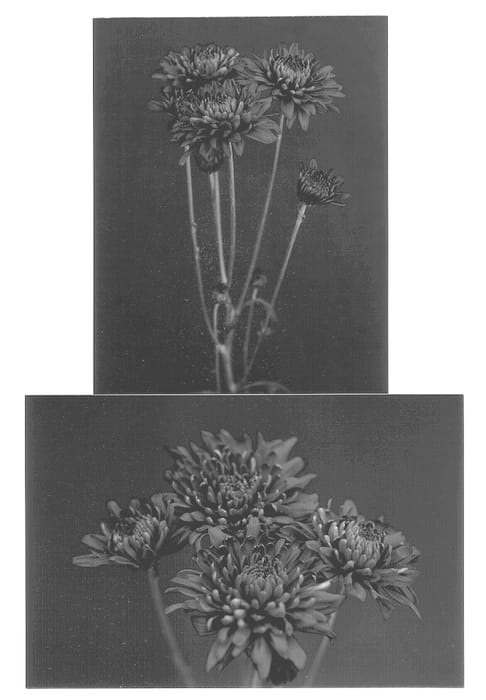 Figure 1 of US plant patent PP12687, the photograph of Red Piranga printed in the patent.