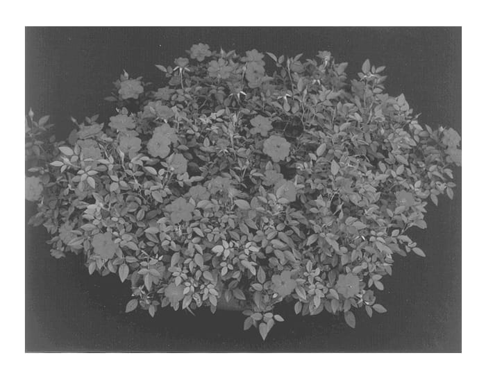 Figure 1 of US plant patent PP12688, the photograph of Ruiparo printed in the patent.