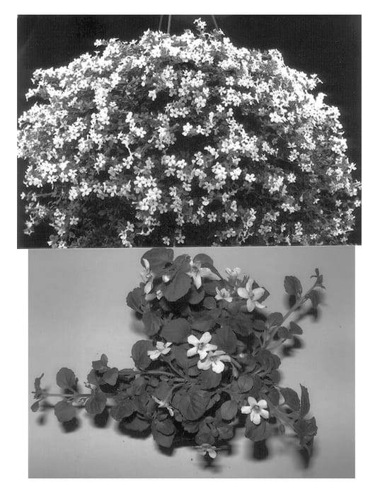 Figure 1 of US plant patent PP12689, the photograph of Everwhite printed in the patent.