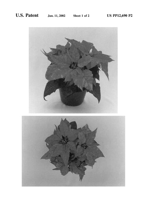 Figure 3 of US plant patent PP12690, the photograph of Eckadati printed in the patent.