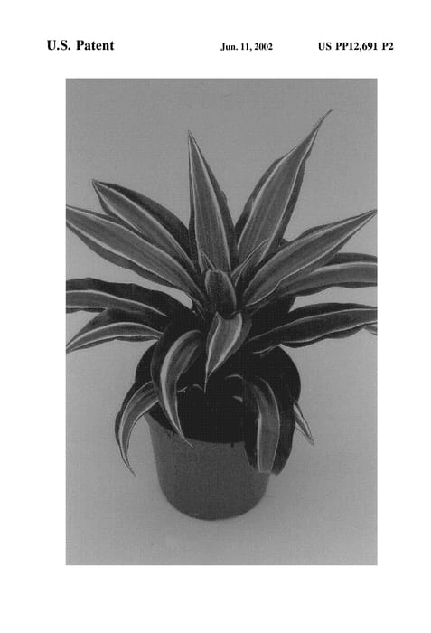 Figure 3 of US plant patent PP12691, the photograph of Kanzi printed in the patent.