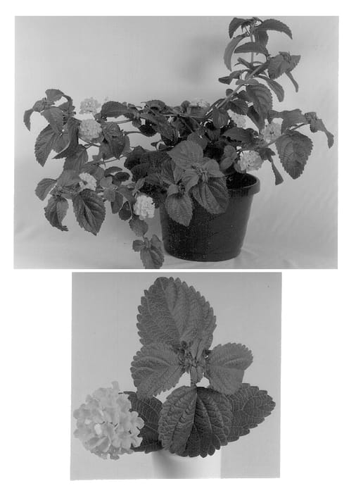 Figure 1 of US plant patent PP12692, the photograph of Robmornyel printed in the patent.