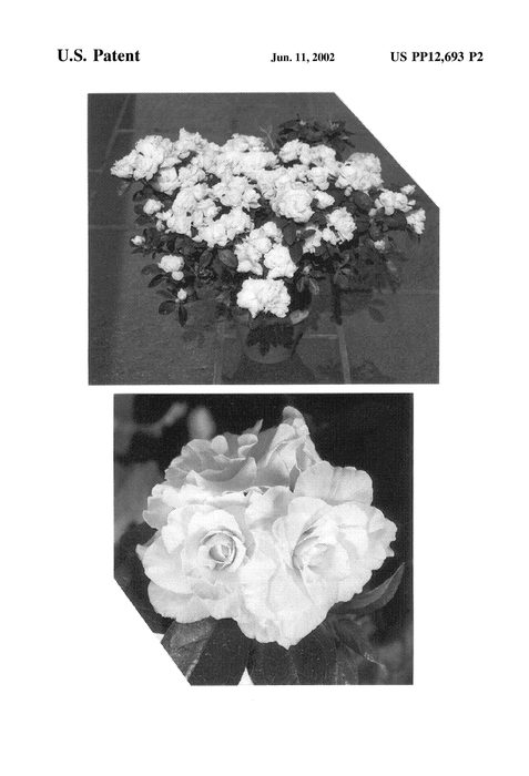 Figure 3 of US plant patent PP12693, the photograph of Angelina printed in the patent.