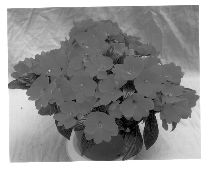 Figure 1 of US plant patent PP12694, the photograph of Applause Dark Salmon printed in the patent.