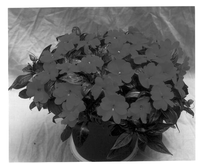 Figure 1 of US plant patent PP12695, the photograph of Applause Orange Blaze printed in the patent.