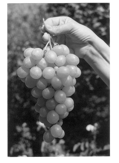 Figure 1 of US plant patent PP12696, the photograph of Early Sugar printed in the patent.