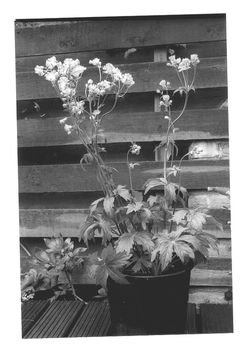 Figure 1 of US plant patent PP12697, the photograph of Snow Star printed in the patent.