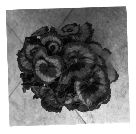 Figure 1 of US plant patent PP12698, the photograph of BCT9801BEG printed in the patent.