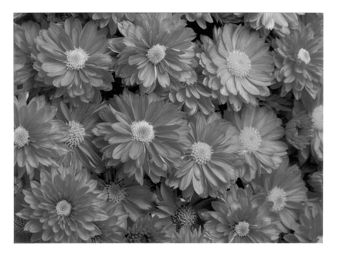 Figure 1 of US plant patent PP12699, the photograph of Pippen printed in the patent.