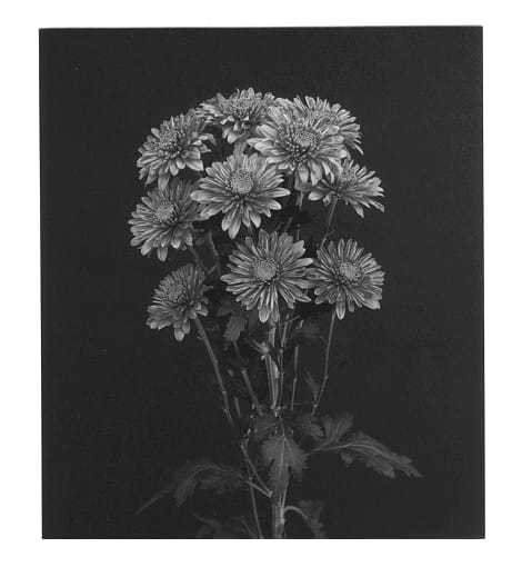 Figure 1 of US plant patent PP12700, the photograph of Coral Pilar printed in the patent.