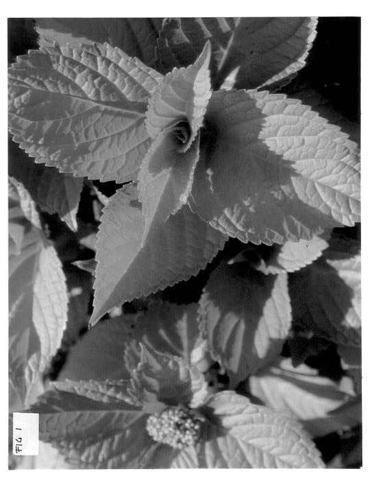 Figure 1 of US plant patent PP12701, the photograph of Yellowleaf printed in the patent.