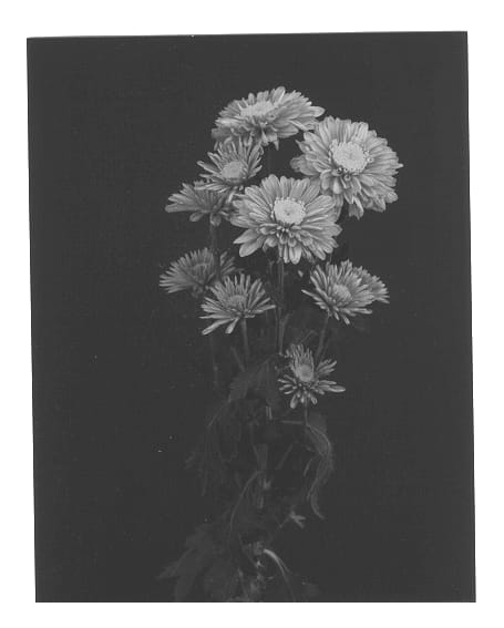 Figure 1 of US plant patent PP12702, the photograph of Orange Pilar printed in the patent.