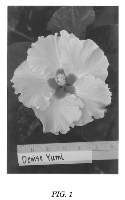 Figure 1 of US plant patent PP12703, the photograph of Denise Yumi printed in the patent.