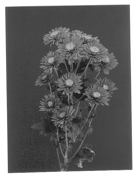 Figure 1 of US plant patent PP12704, the photograph of Redbronze Pilar printed in the patent.