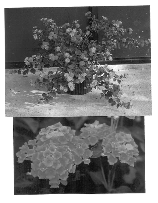 Figure 1 of US plant patent PP12705, the photograph of Samson printed in the patent.