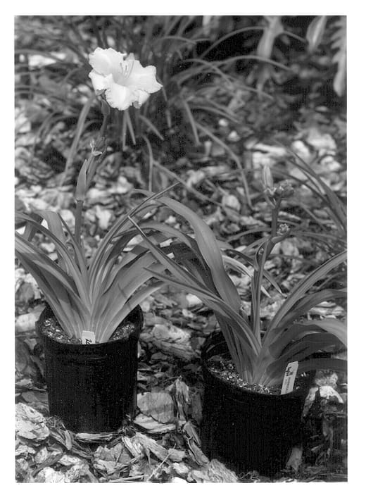 Figure 1 of US plant patent PP12706, the photograph of Piper Mitchell printed in the patent.