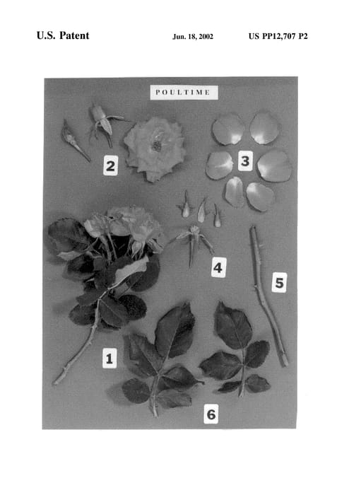 Figure 4 of US plant patent PP12707, the photograph of POULtieme printed in the patent.