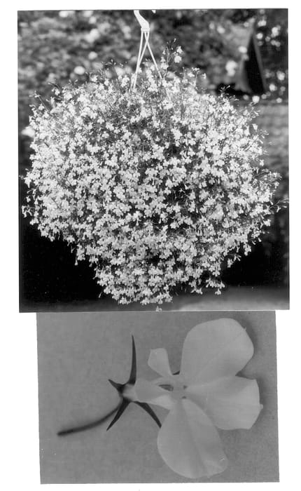 Figure 1 of US plant patent PP12708, the photograph of Weslowei printed in the patent.