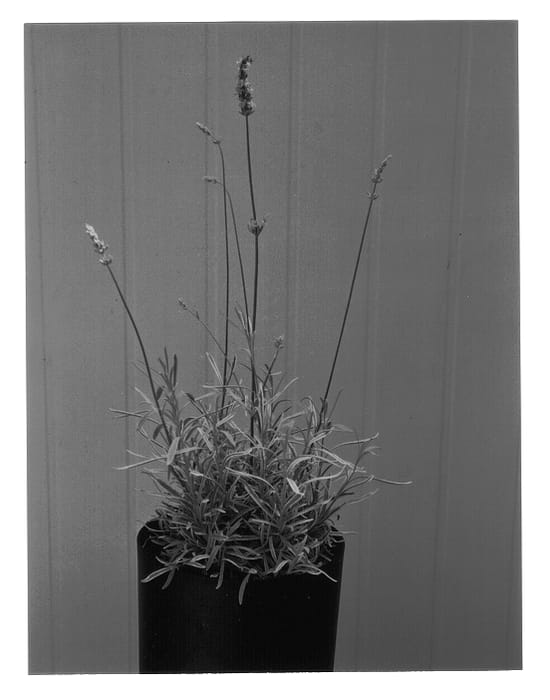 Figure 1 of US plant patent PP12709, the photograph of Burgoldeen printed in the patent.