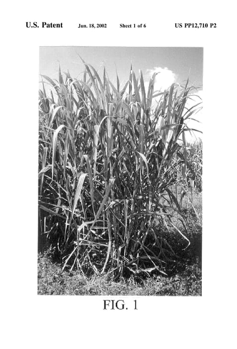 Figure 4 of US plant patent PP12710, the photograph of CL83-4266 printed in the patent.