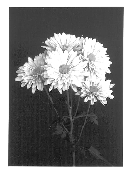 Figure 1 of US plant patent PP12711, the photograph of Dusty Pink Suerte printed in the patent.