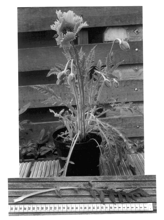 Figure 1 of US plant patent PP12712, the photograph of Pink Ruffles printed in the patent.