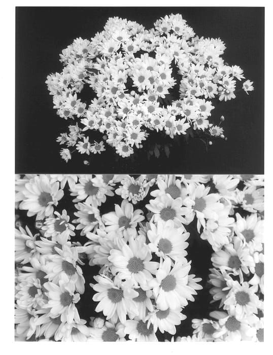 Figure 1 of US plant patent PP12713, the photograph of White Yodavis printed in the patent.