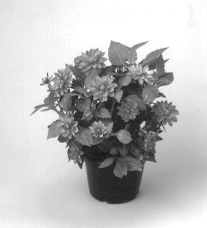 Figure 1 of US plant patent PP12714, the photograph of Dahlstar Pink printed in the patent.