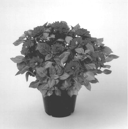 Figure 1 of US plant patent PP12715, the photograph of Dahlstar Burgundy printed in the patent.