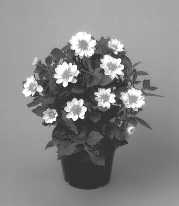 Figure 1 of US plant patent PP12716, the photograph of Select White printed in the patent.