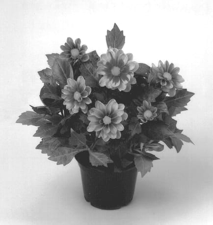 Figure 1 of US plant patent PP12717, the photograph of Amazon printed in the patent.