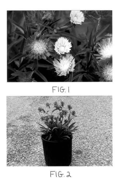 Figure 1 of US plant patent PP12718, the photograph of Colorwheel printed in the patent.